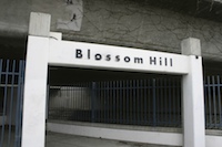 blossom_hill7