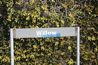 willow7